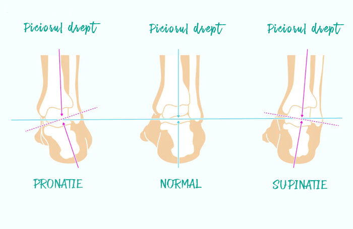 Plantari pentru pronatie